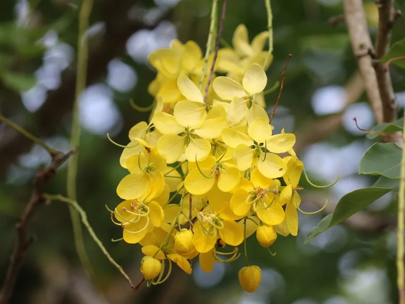 Cultivo y cuidados botánicos de Lluvia de oro