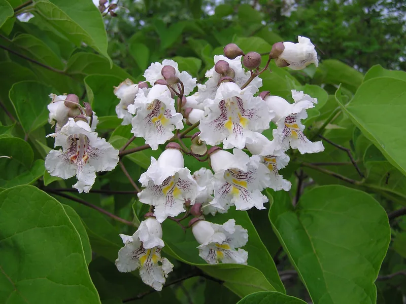 Cultivo y cuidados botánicos de Catalpa común