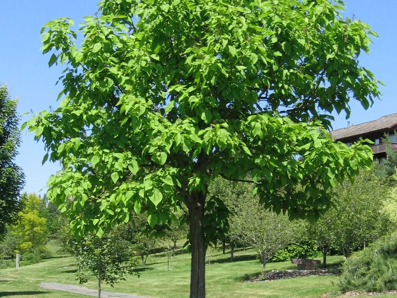 Cultivo y cuidados botánicos de Catalpa norteña