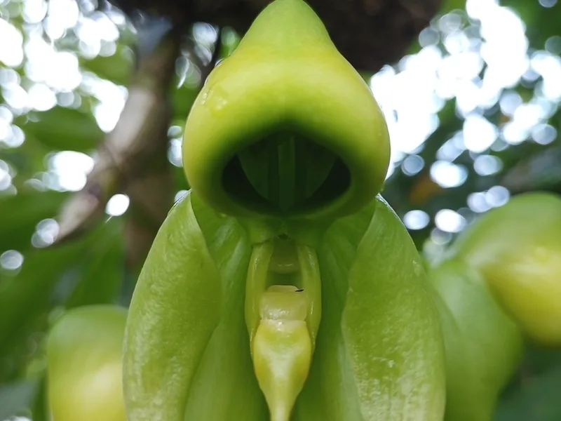 Cultivo y cuidados botánicos de Orquídea Catasetum