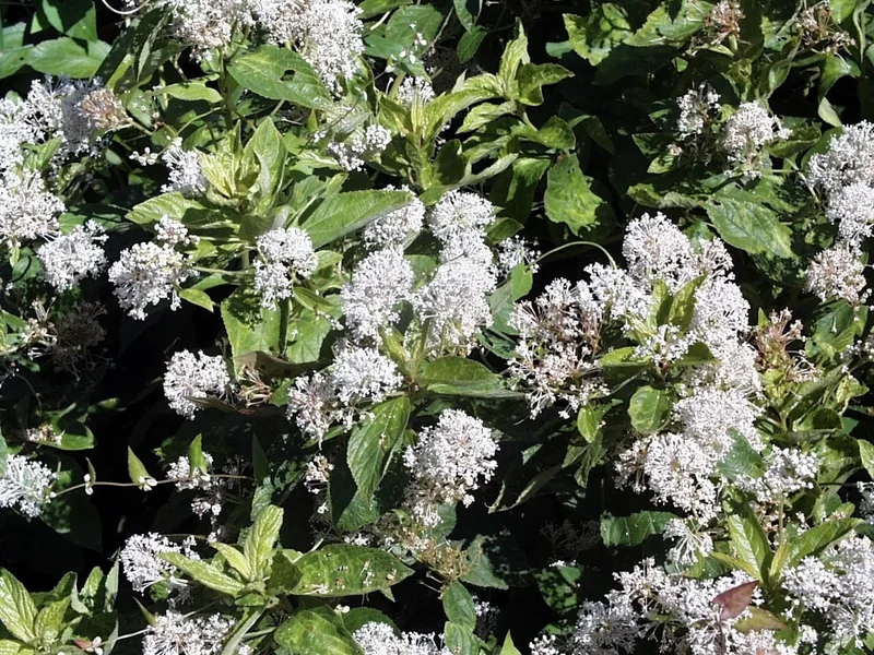 Cultivo y cuidados botánicos de Lila de California