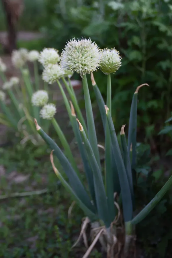 Cultivo y cuidados botánicos de Cebolla de verdeo