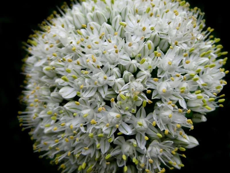 Ficha botánica de Cebolla (Allium cepa)