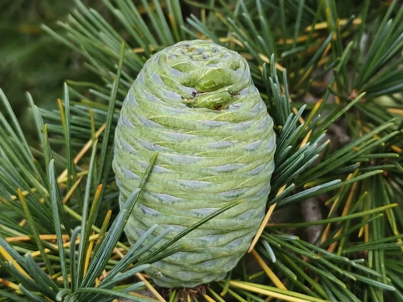 Cultivo y cuidados botánicos de Cedro del Himalaya