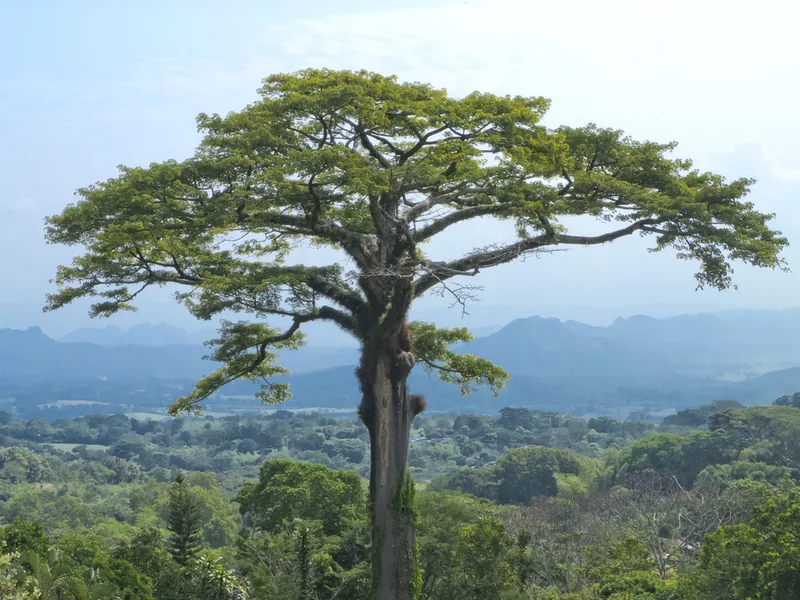 Cultivo y cuidados botánicos de Ceiba o árbol de la kapok