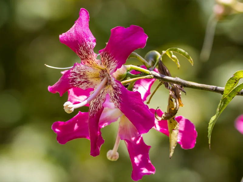 Cultivo y cuidados botánicos de Ceiba Speciosa