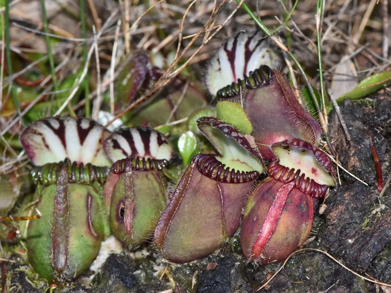 Cultivo y cuidados botánicos de Planta Jarra de Albany