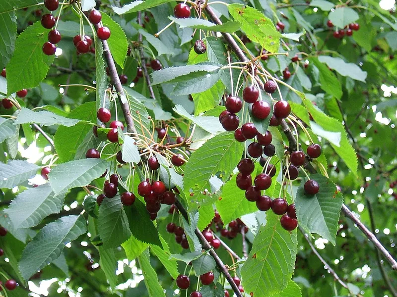 Cultivo y cuidados botánicos de Cerezo