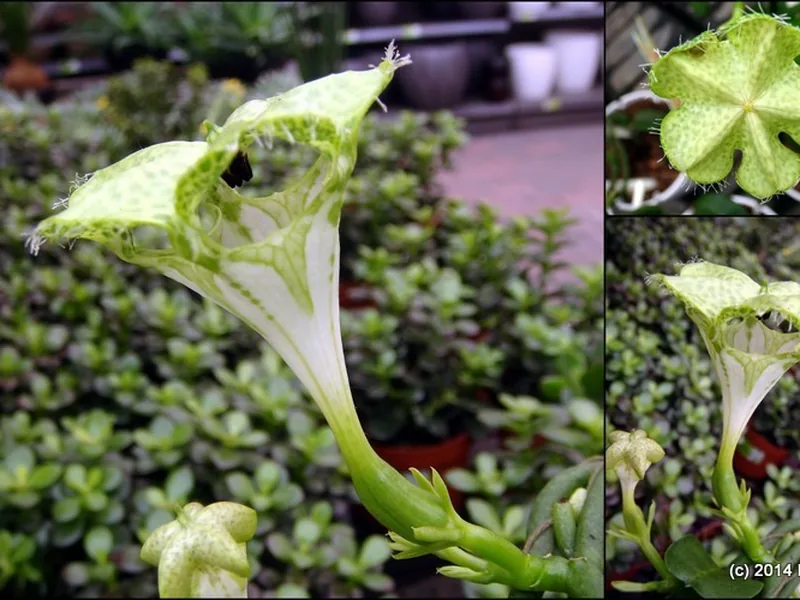 Cultivo y cuidados botánicos de Flor de paracaídas
