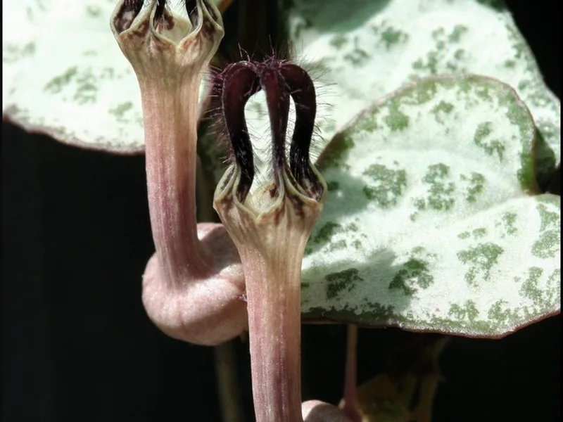Cultivo y cuidados botánicos de Cadena de corazones