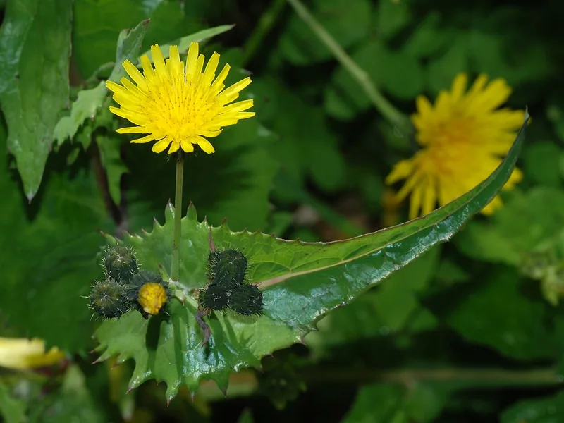 Cultivo y cuidados botánicos de Cerraja