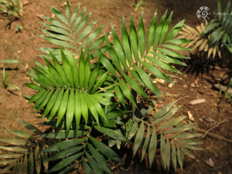 Cultivo y cuidados botánicos de Palma de Salón