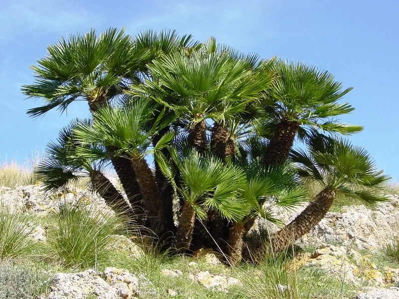 Cultivo y cuidados botánicos de Palmito