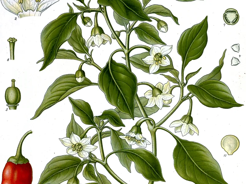 Cultivo y cuidados botánicos de Chile guajillo