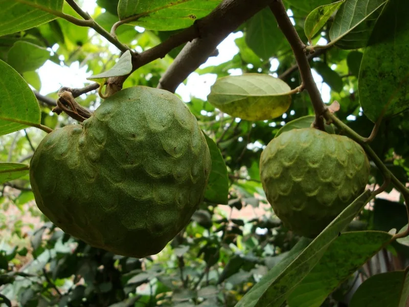 Ficha botánica de Chirimoya (Annona cherimola)