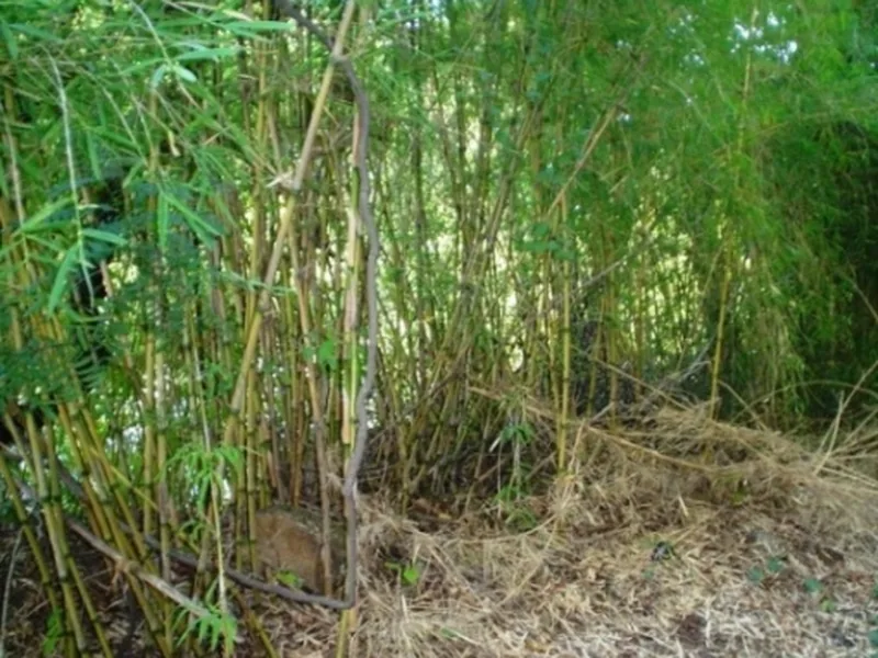 Cultivo y cuidados botánicos de Coligüe