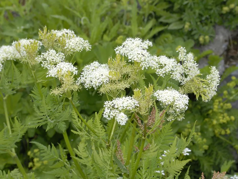 Cultivo y cuidados botánicos de Cicely dulce