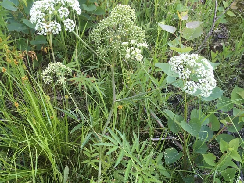 Cultivo y cuidados botánicos de Cicuta manchada