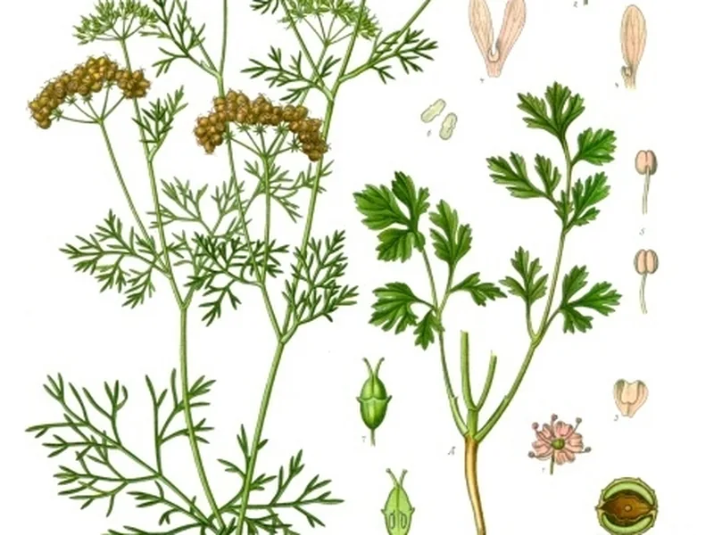 Cultivo y cuidados botánicos de Cilantro