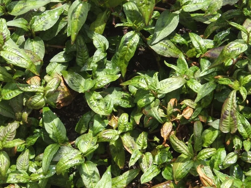 Cultivo y cuidados botánicos de Cilantro Vietnamita