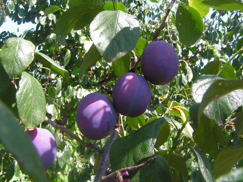 Ficha botánica de Ciruelo (Prunus domestica)