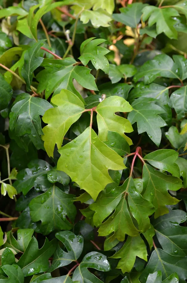 Cultivo y cuidados botánicos de Ciso, parra de interior o hiedra de uva