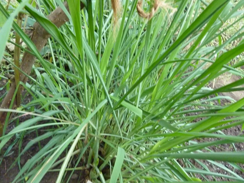 Cultivo y cuidados botánicos de Citronela de Sri Lanka
