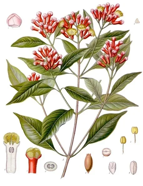 Cultivo y cuidados botánicos de Clavo de Zanzíbar