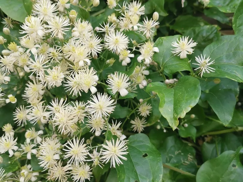 Ficha botánica de Clemátide (Clematis)