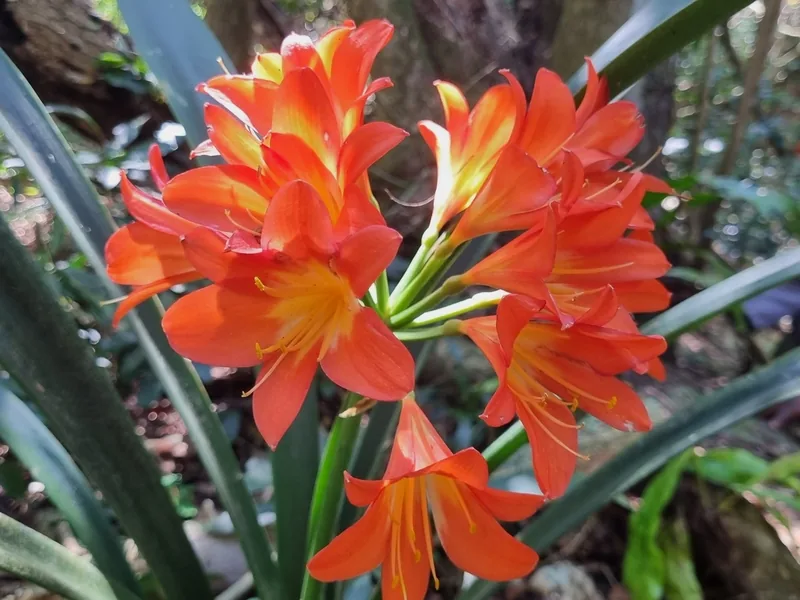Ficha botánica de Clivia (Clivia miniata)