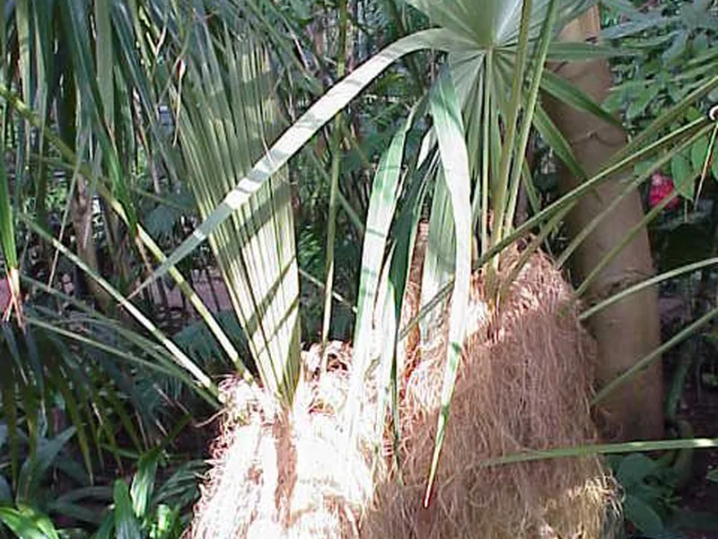 Cultivo y cuidados botánicos de Palma de guano barbuda