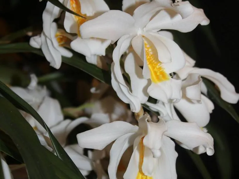 Cultivo y cuidados botánicos de Orquídea Coelogyne