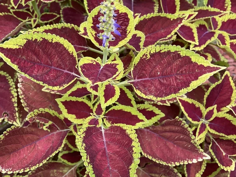 Cultivo y cuidados botánicos de Coleo