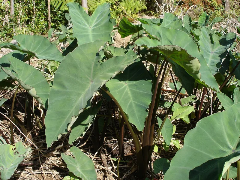 Cultivo y cuidados botánicos de Oreja de elefante