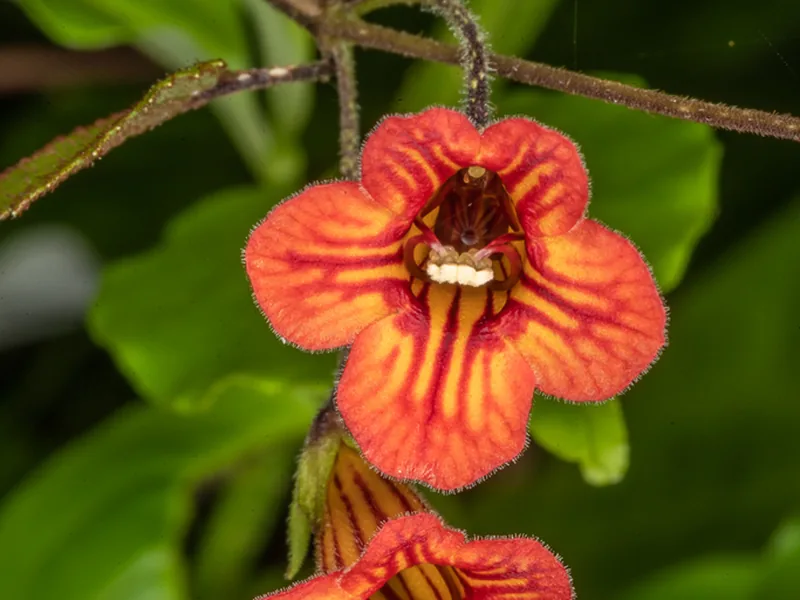Cultivo y cuidados botánicos de Columnea