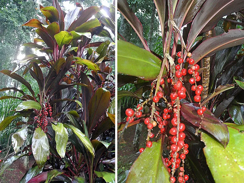 Cultivo y cuidados botánicos de Cordiline rosa