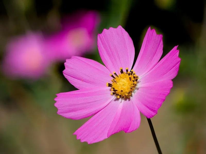 Cultivo y cuidados botánicos de Cosmos