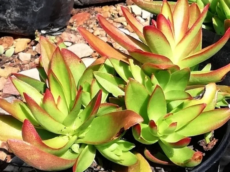 Ficha botánica de Crassula Campfire (Crassula capitella 'Campfire')