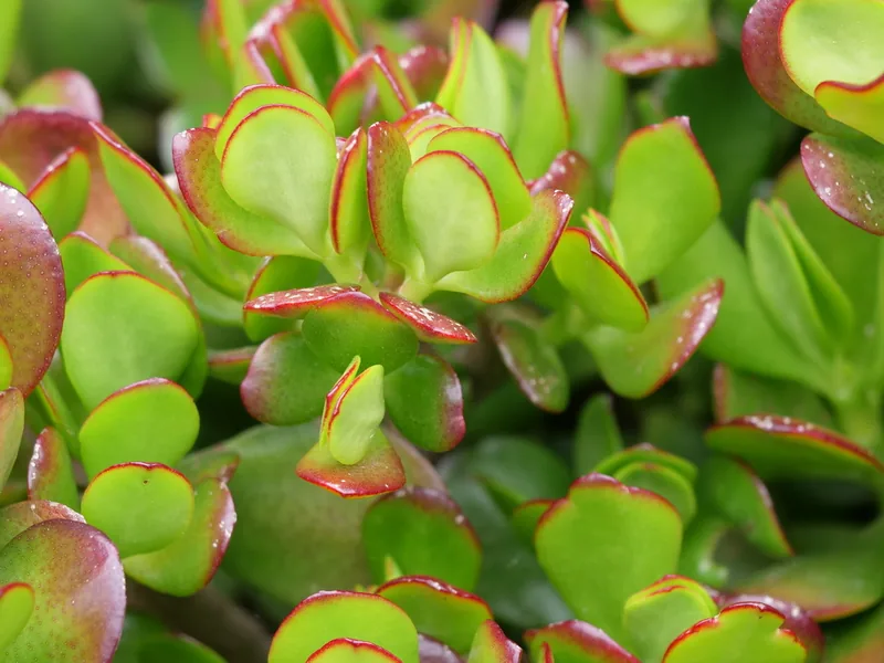Cultivo y cuidados botánicos de Planta de jade