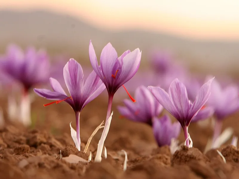 Cultivo y cuidados botánicos de Crocus