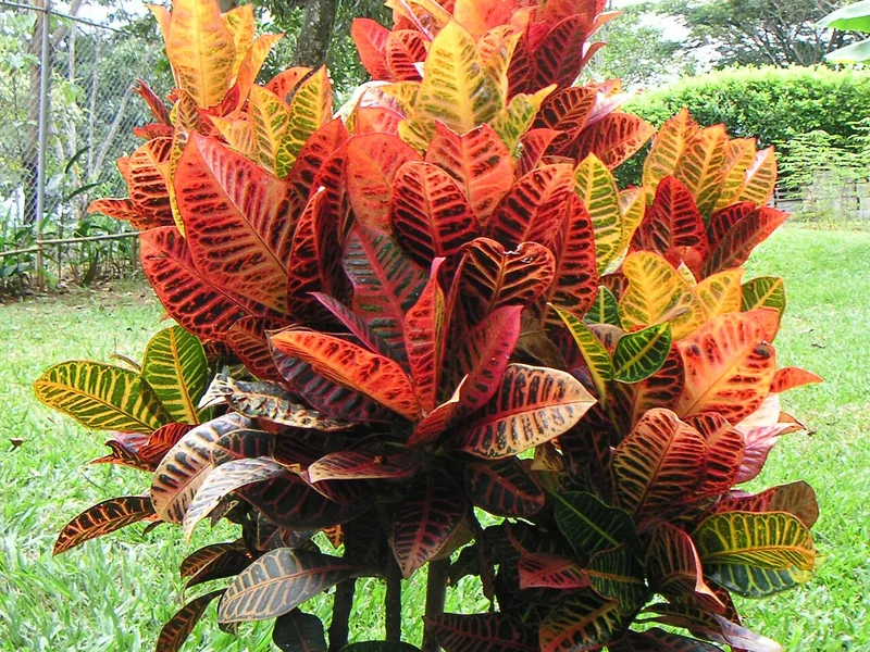 Cultivo y cuidados botánicos de Crotón Mrs. Iceton