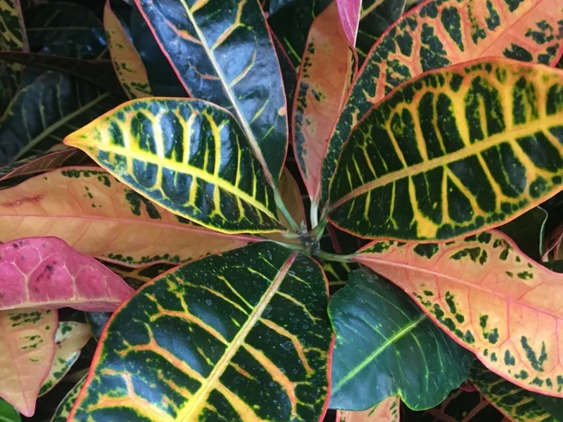 Cultivo y cuidados botánicos de Croton