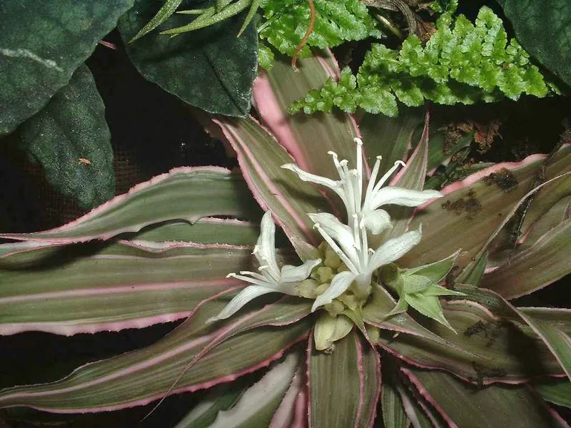 Cultivo y cuidados botánicos de Estrella de tierra