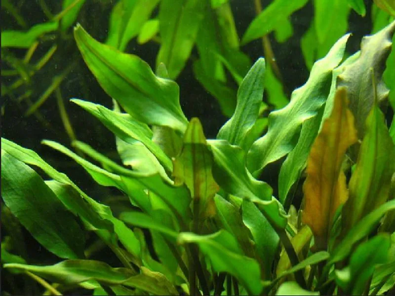 Cultivo y cuidados botánicos de Criptocorine de Wendt