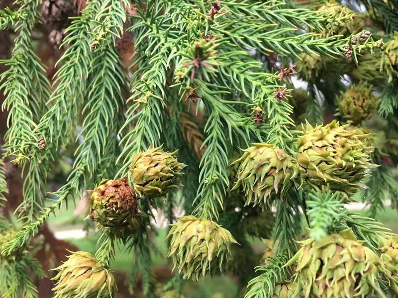 Cultivo y cuidados botánicos de Cedro japonés