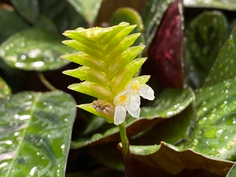 Cultivo y cuidados botánicos de Ctenanthe de Burle Marx