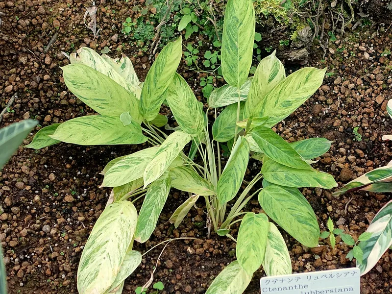 Cultivo y cuidados botánicos de Ctenanthe de Lubbers