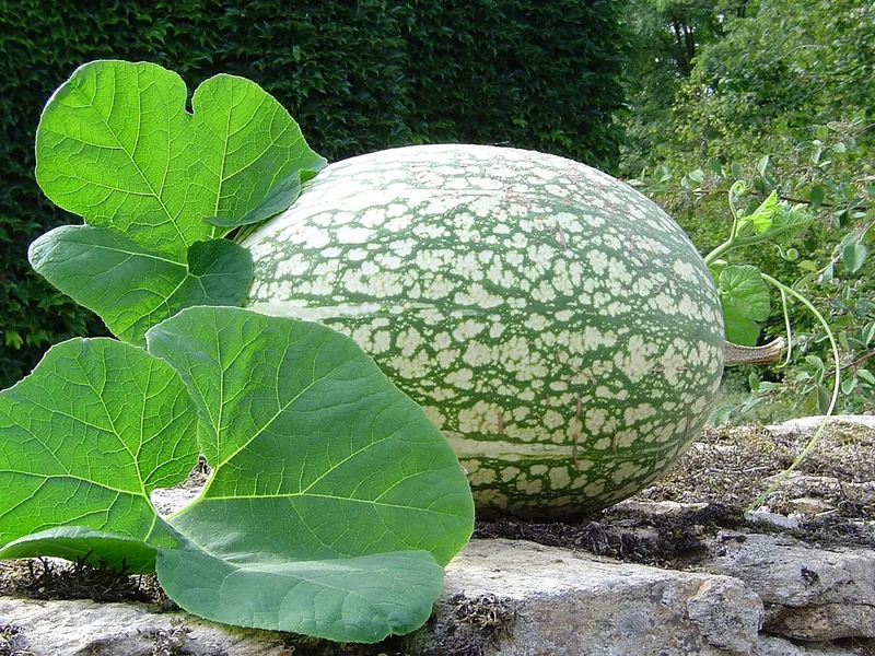 Ficha botánica de Calabaza de cidra o Chilacayote (Cucurbita ficifolia)