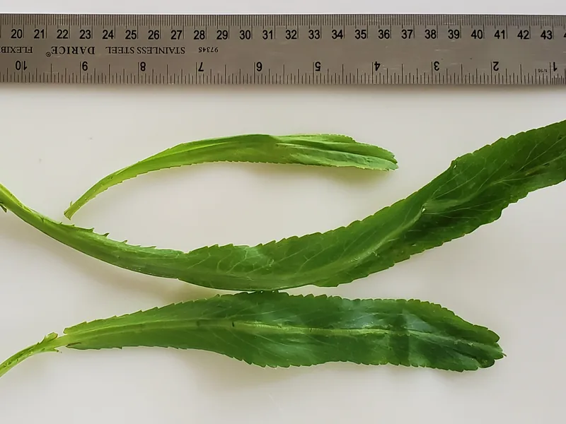 Cultivo y cuidados botánicos de Culantro chino
