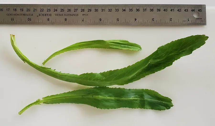 Cultivo y cuidados botánicos de Culantro cimarrón